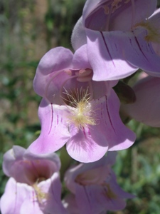 Penstemon palmeri